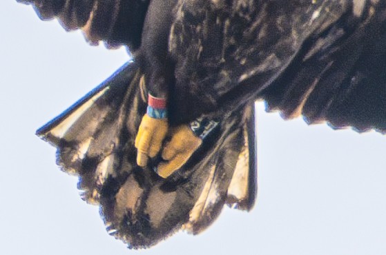 White-tailed Eagle - ML619888870