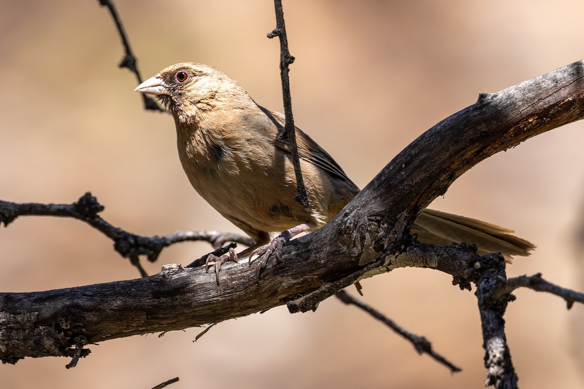 Abert's Towhee - ML619888871