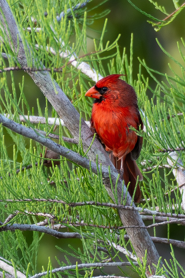 Cardinal rouge - ML619888882