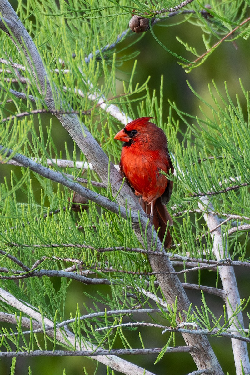 Cardinal rouge - ML619888884