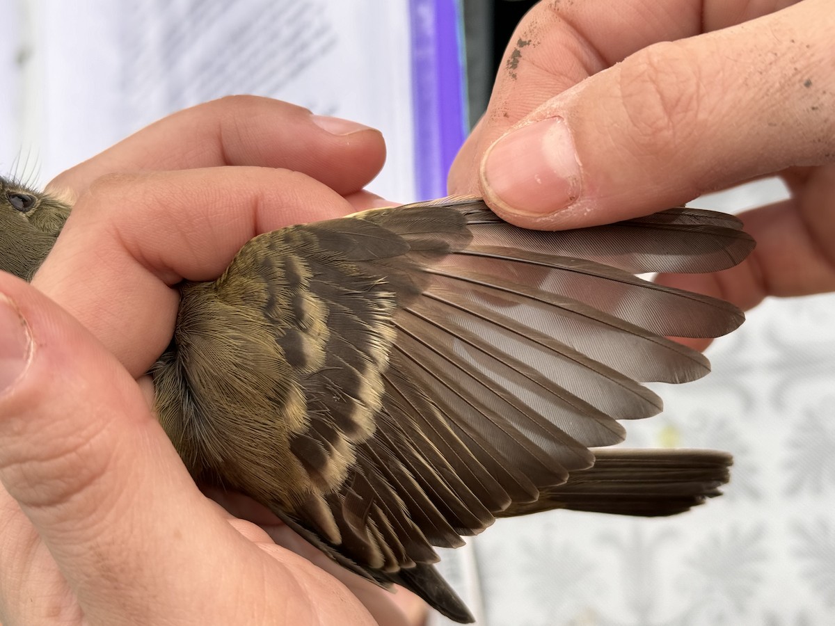 Willow Flycatcher - ML619888887