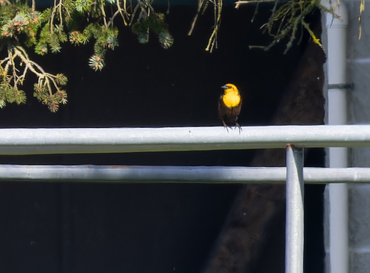 Yellow-headed Blackbird - ML619888898
