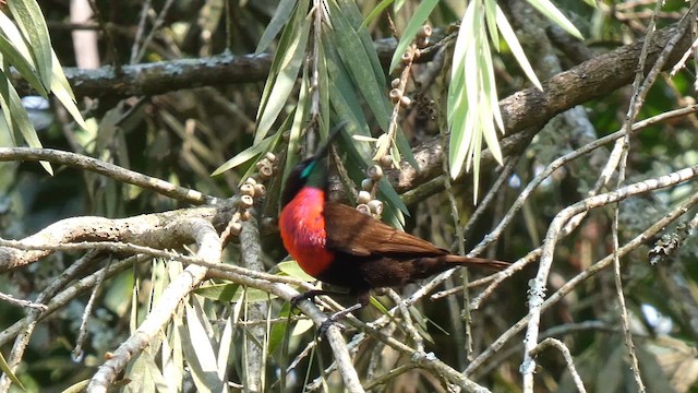 Scarlet-chested Sunbird - ML619888899