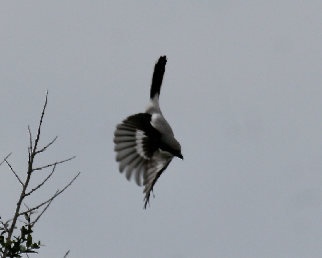 Loggerhead Shrike - ML619888908