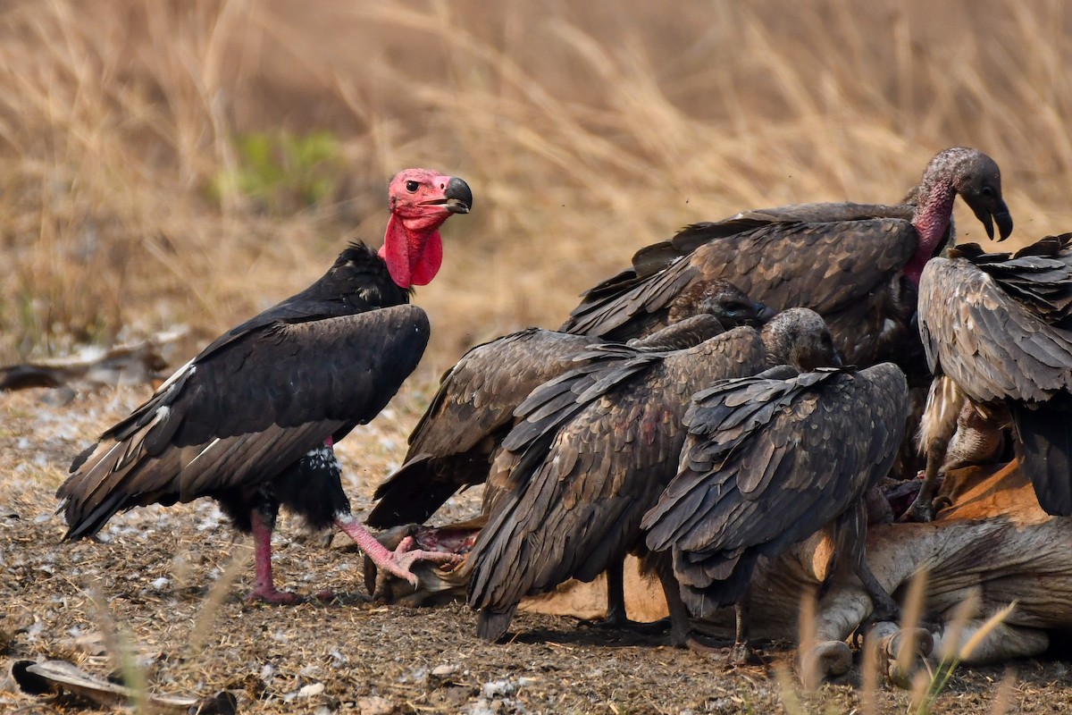 Red-headed Vulture - ML619888913