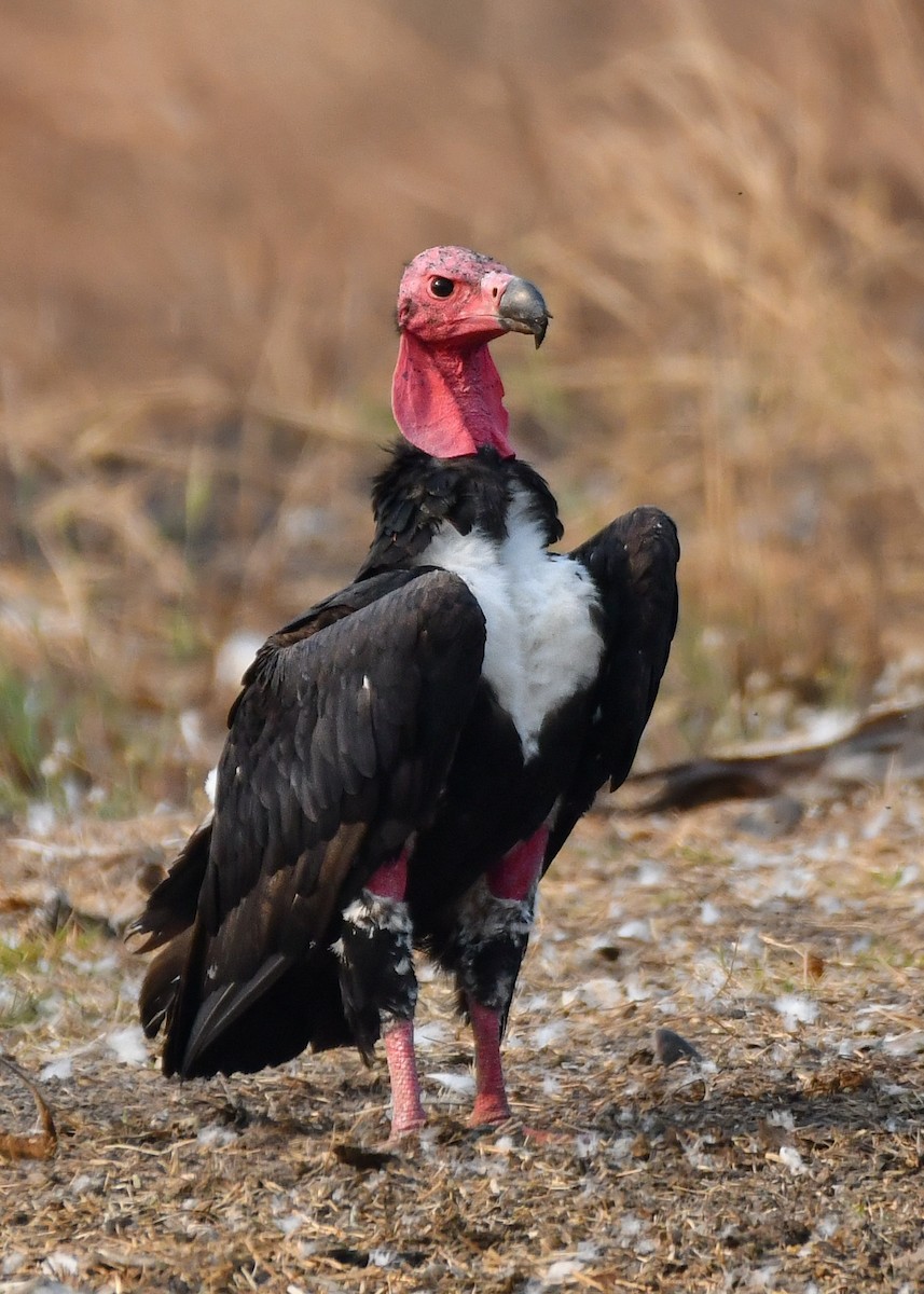 Red-headed Vulture - ML619888919