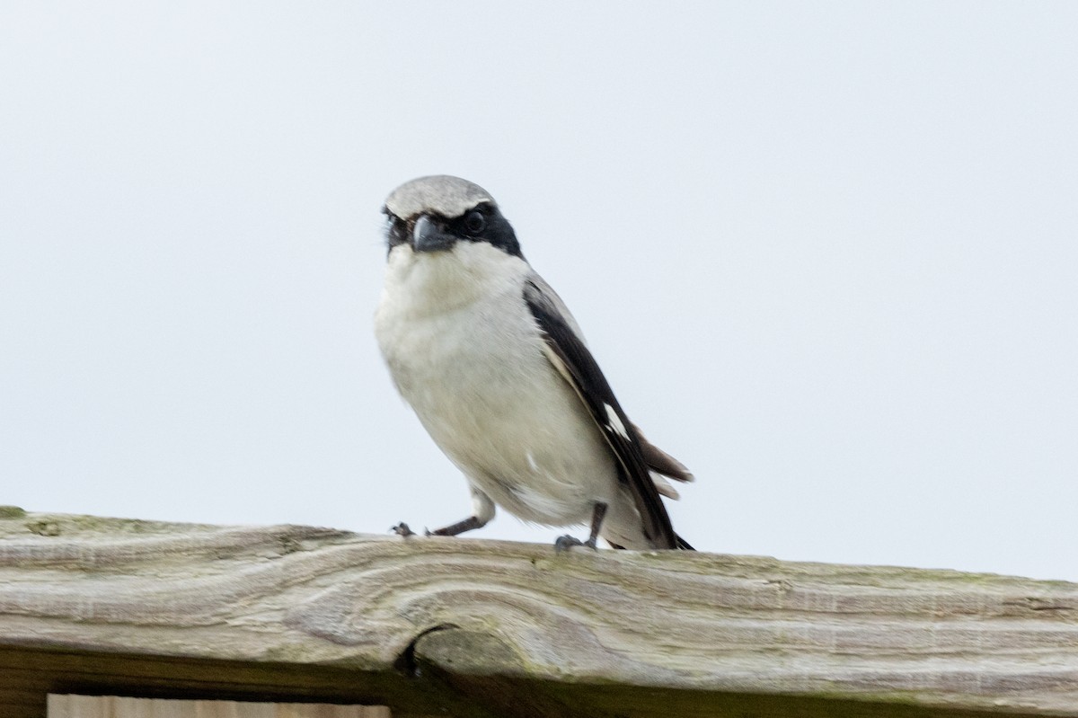 Loggerhead Shrike - ML619888920