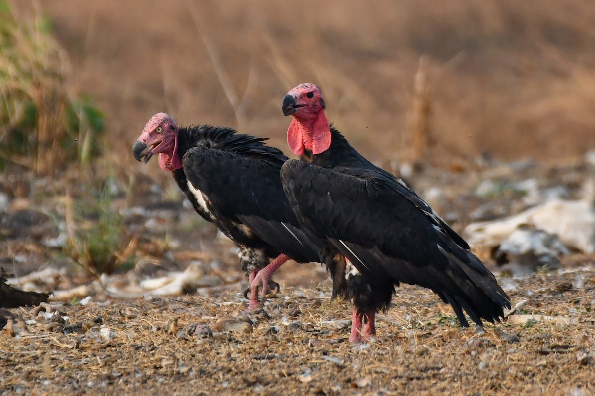 Red-headed Vulture - ML619888922