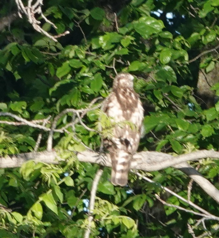 Broad-winged Hawk - ML619888924