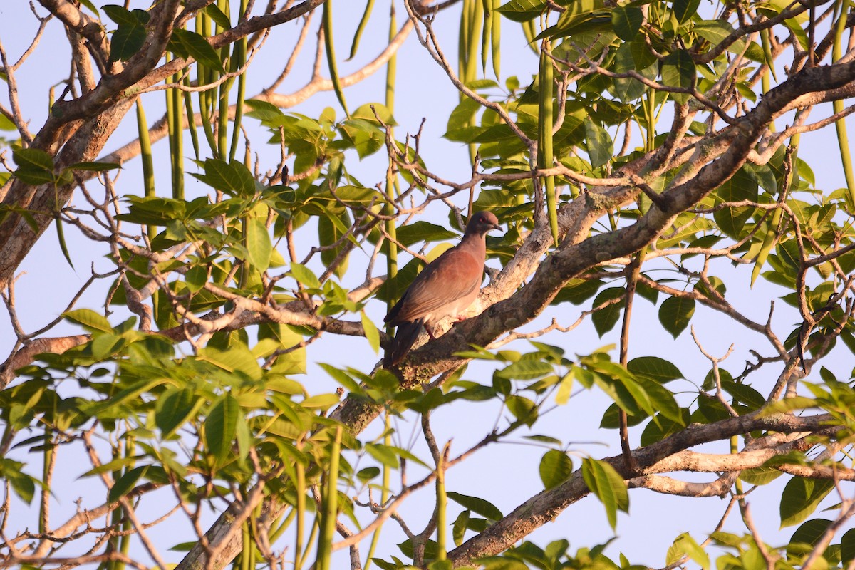 Pale-vented Pigeon - ML619888944