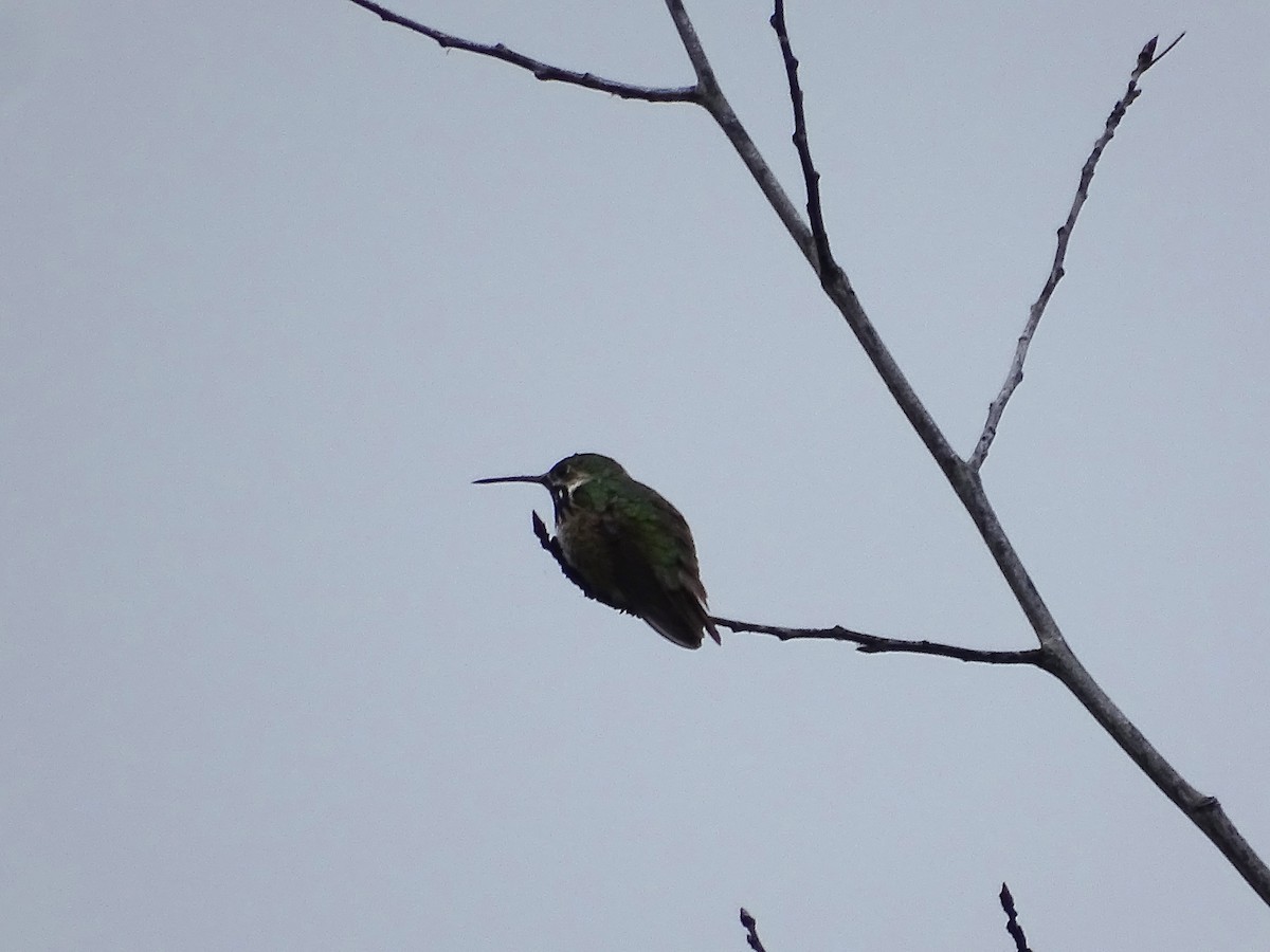 Calliope Hummingbird - ML619888946