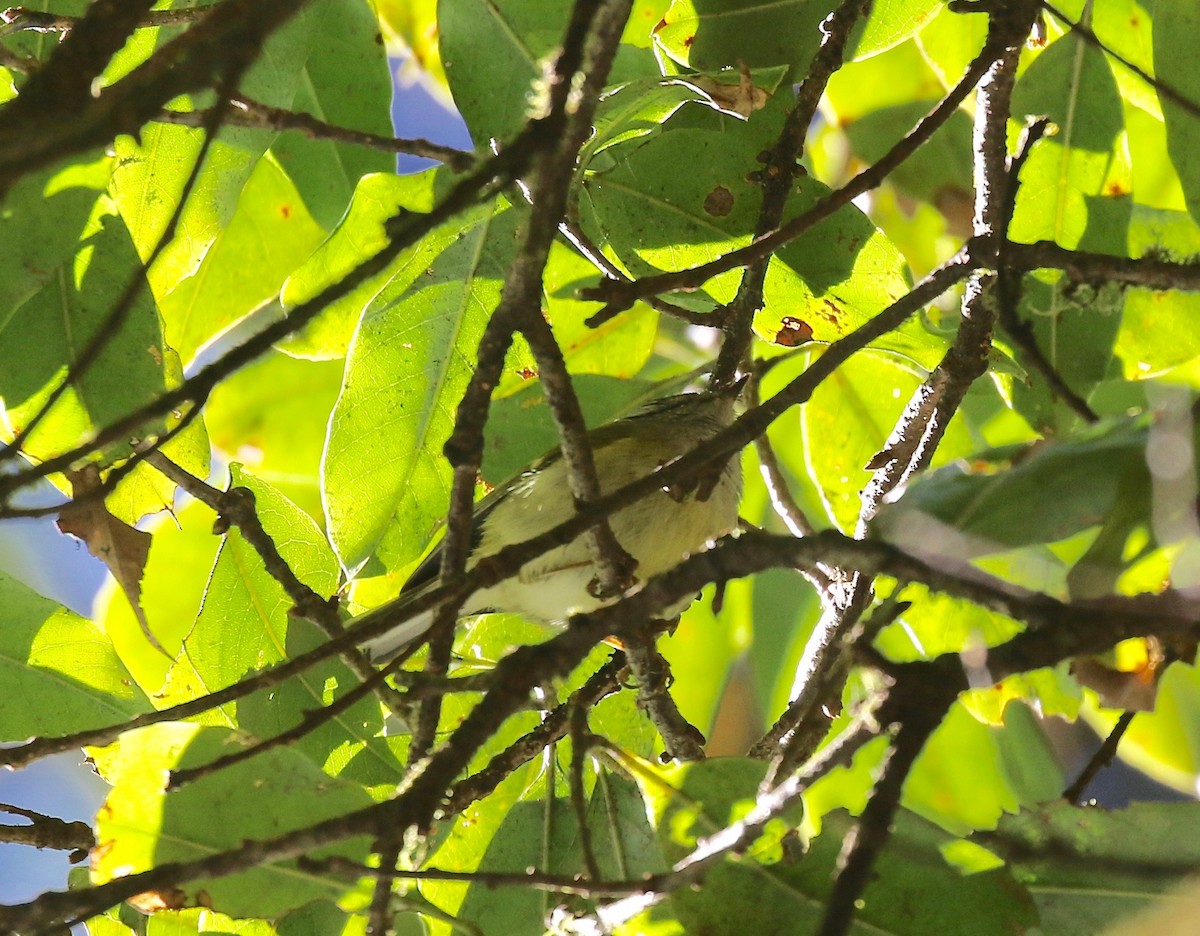 Davison's Leaf Warbler - ML619888971