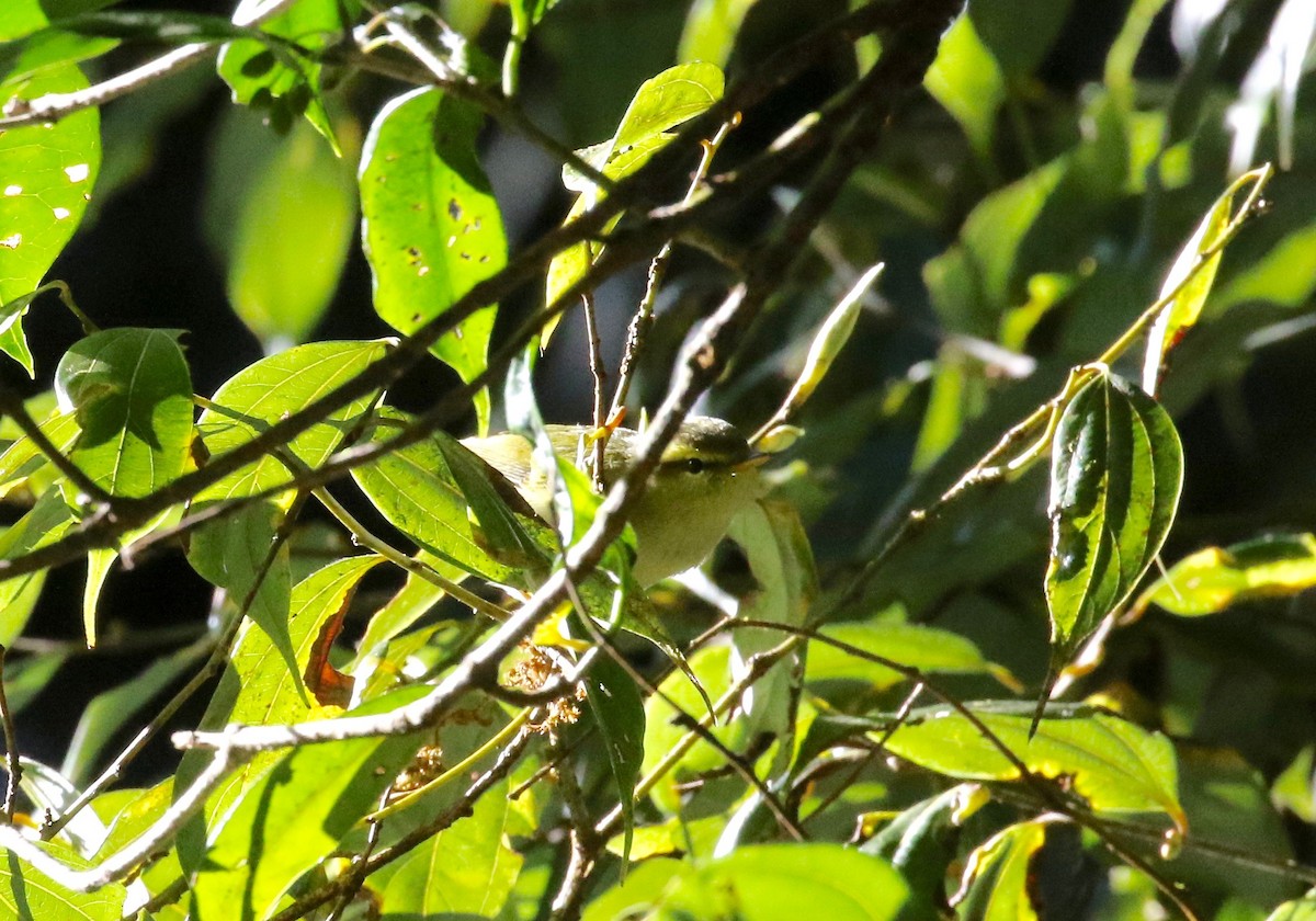 Davison's Leaf Warbler - ML619888972