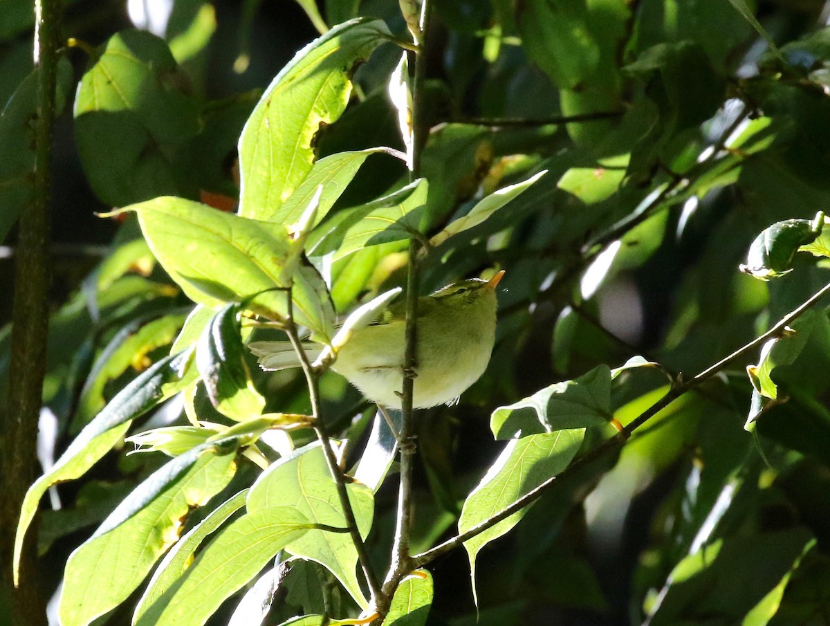 Davison's Leaf Warbler - ML619888973