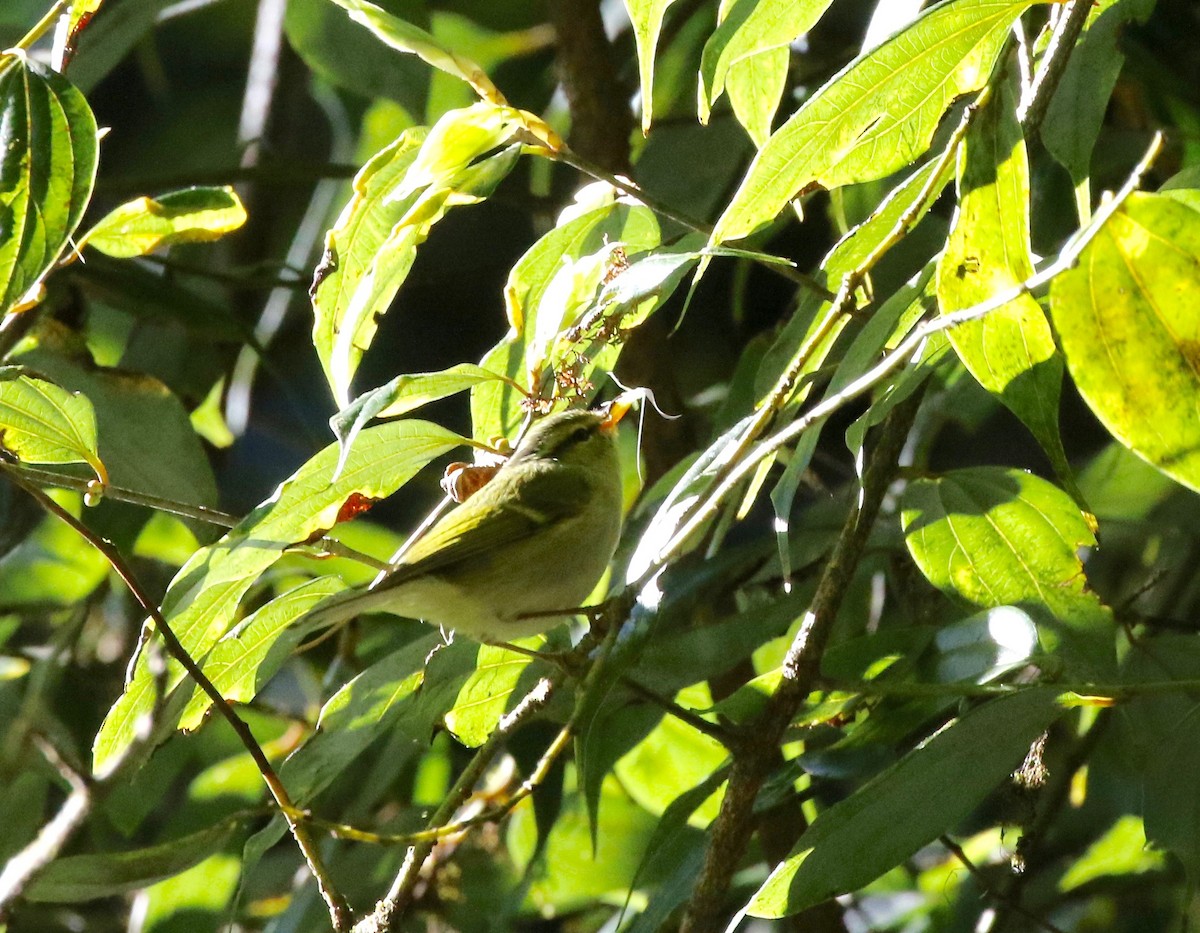 Davison's Leaf Warbler - ML619888974