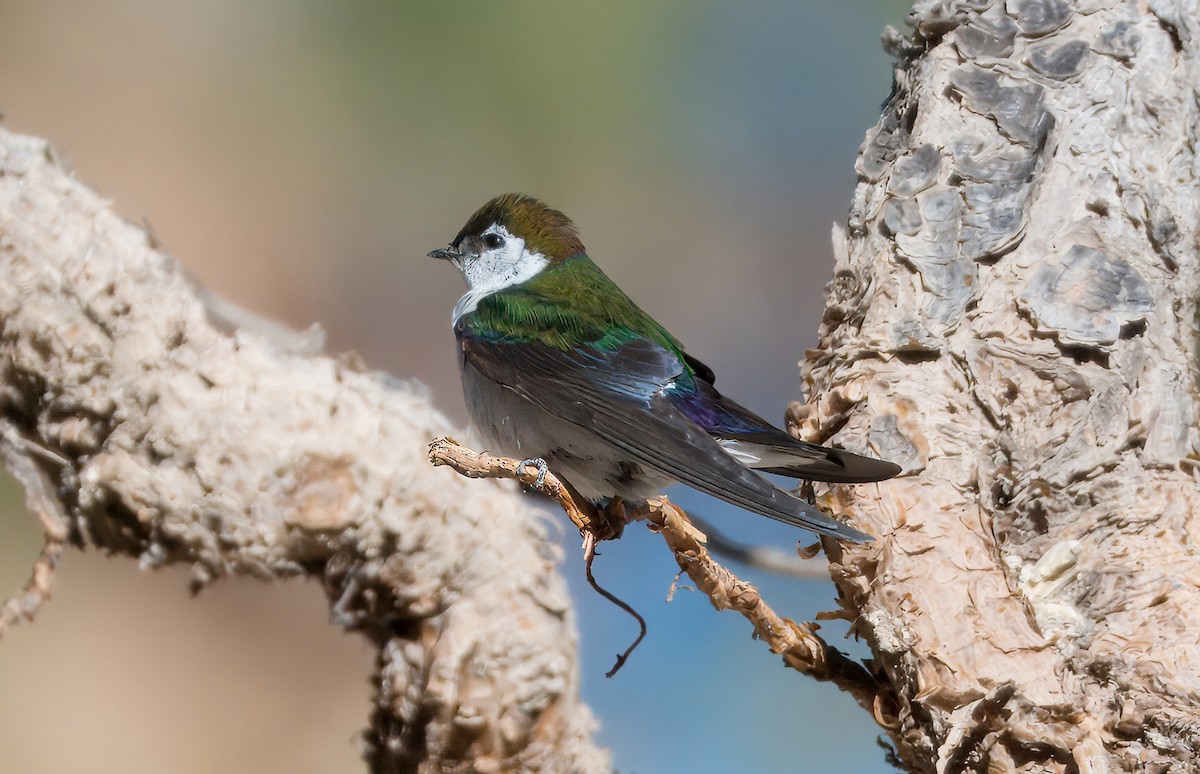 Golondrina Verdemar - ML619888981