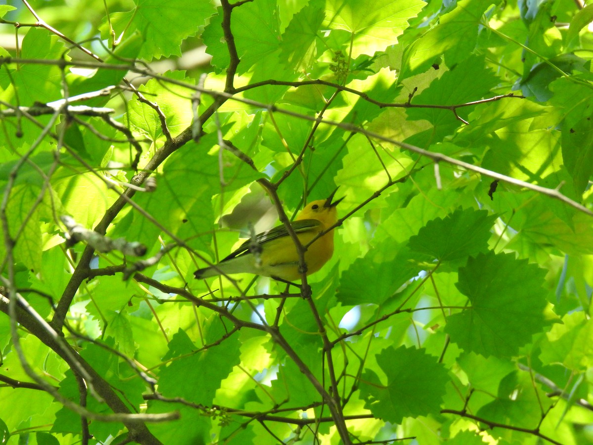 Prothonotary Warbler - ML619888990