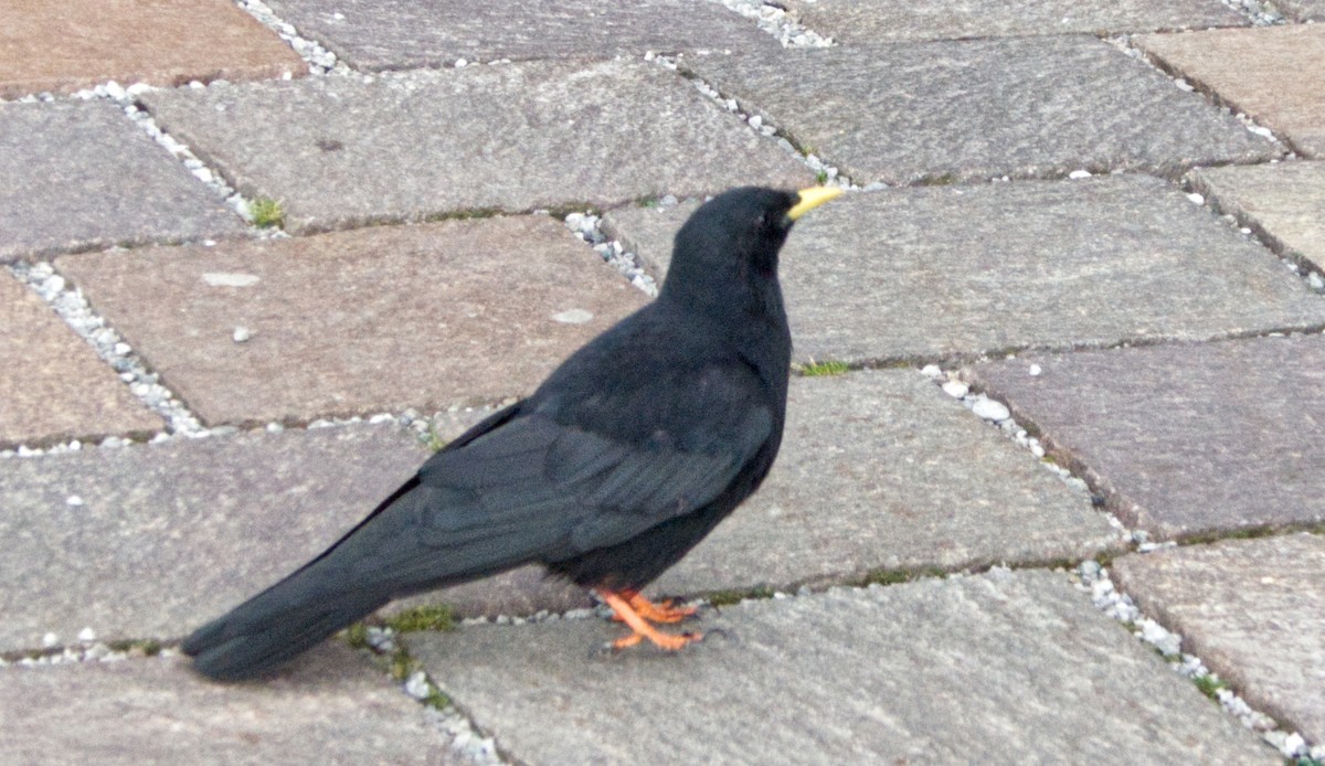 Yellow-billed Chough - ML619888996