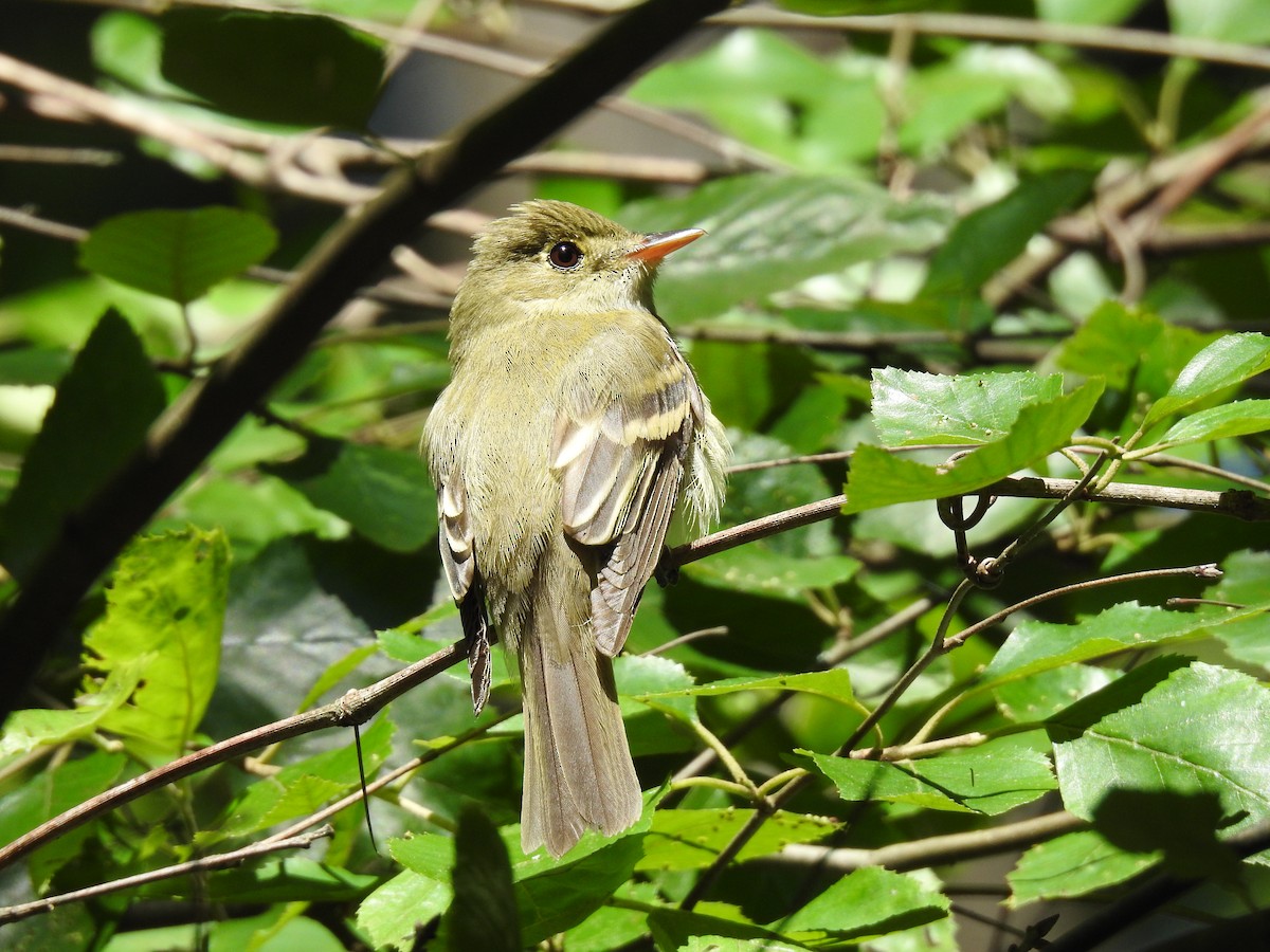 Acadian Flycatcher - ML619889000