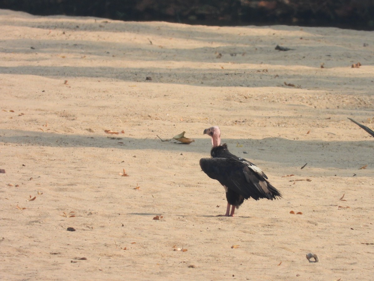 Red-headed Vulture - ML619889017