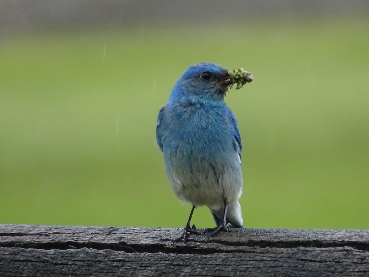 Mountain Bluebird - ML619889022