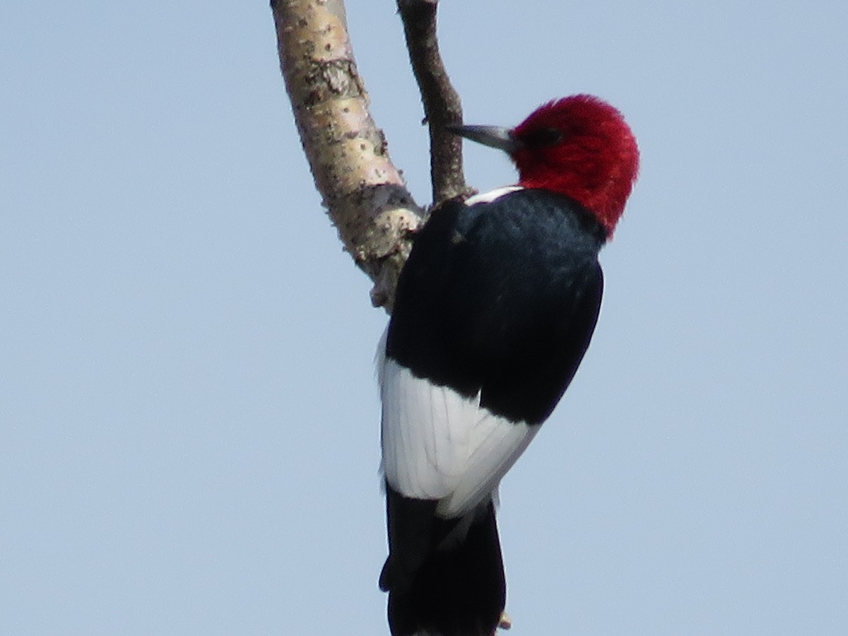 Red-headed Woodpecker - ML619889032