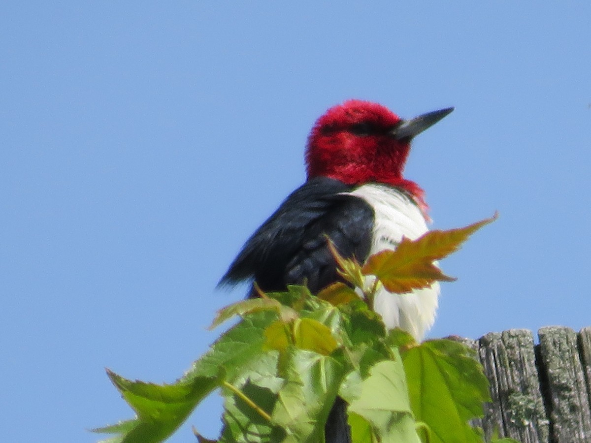 Red-headed Woodpecker - ML619889033