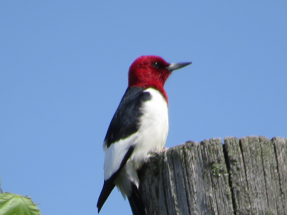 Red-headed Woodpecker - ML619889034