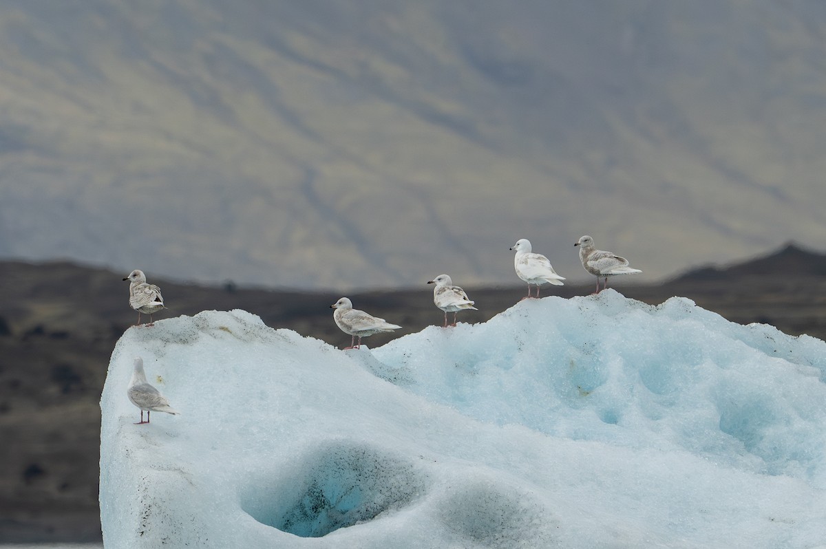 Goéland arctique (glaucoides) - ML619889046