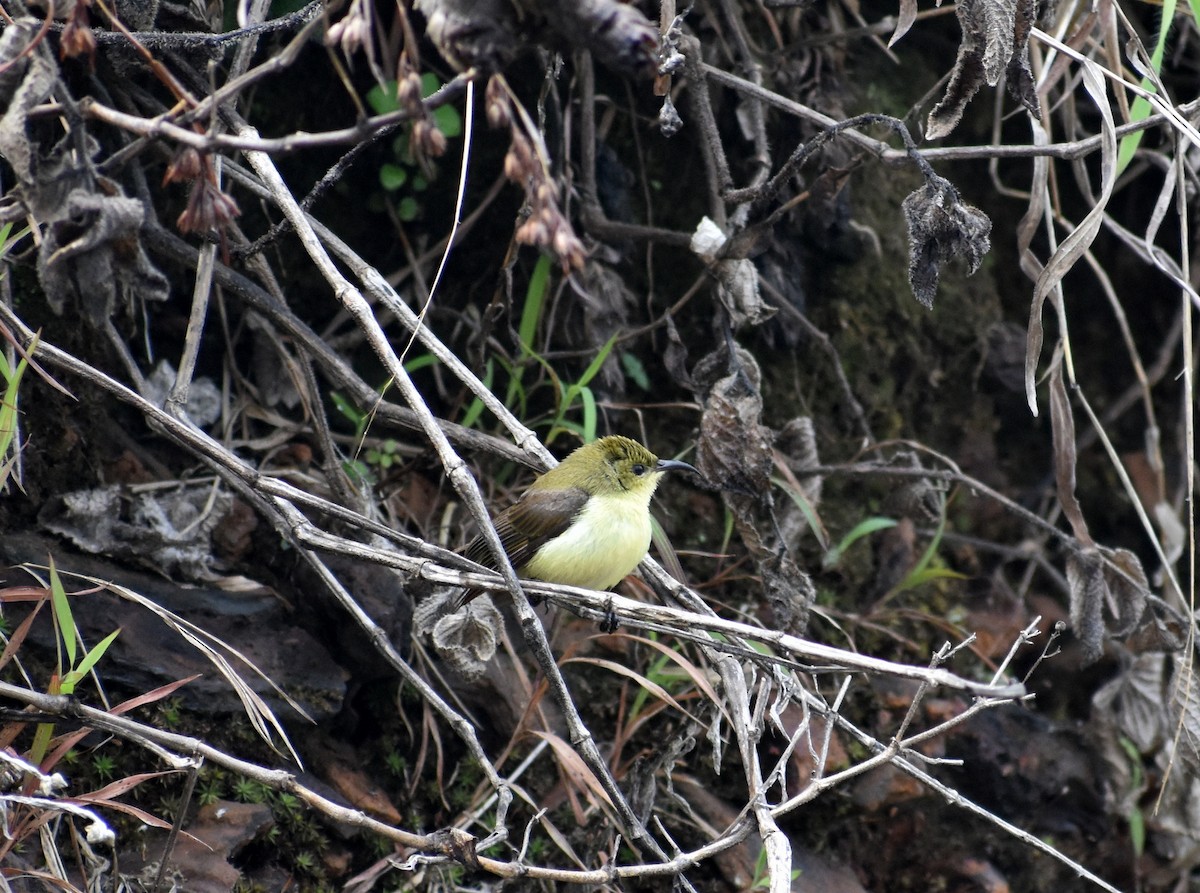 Crimson-backed Sunbird - ML619889047