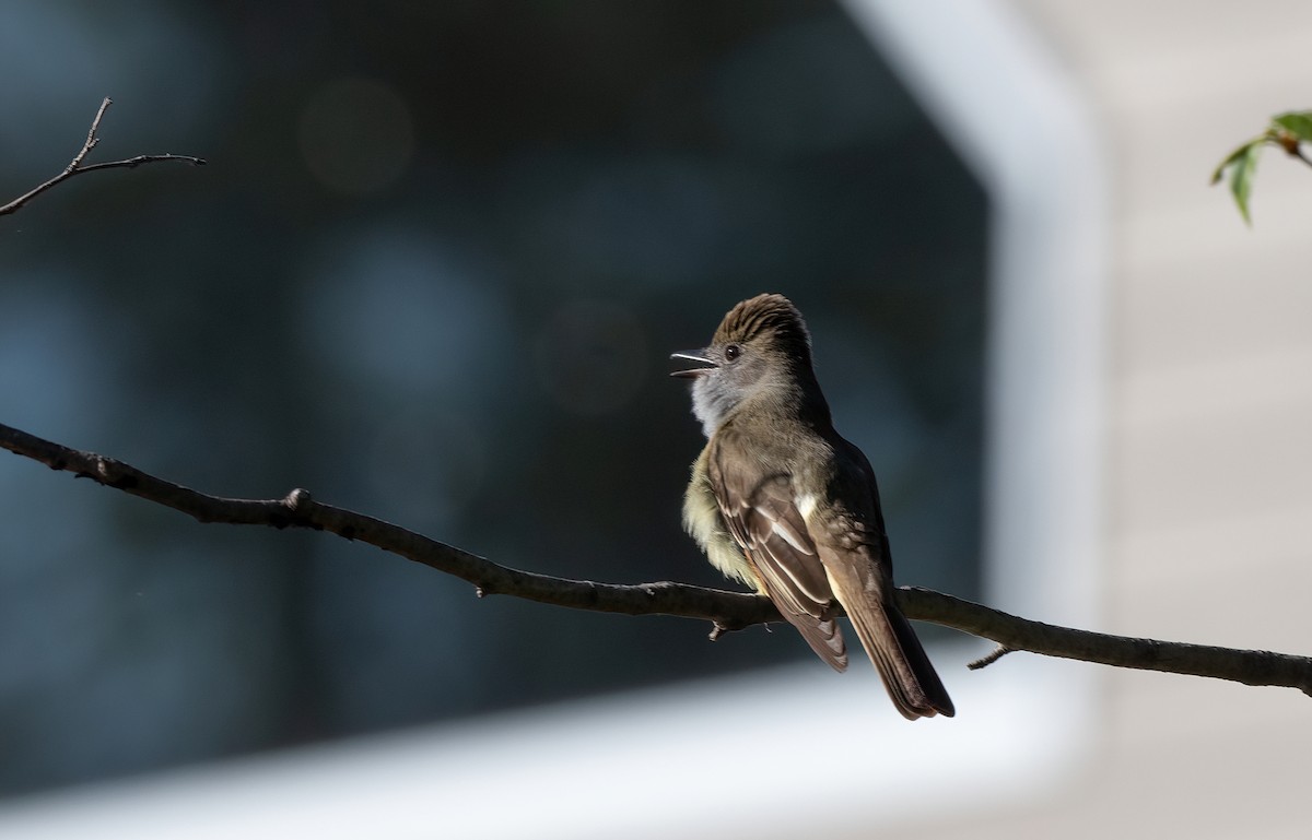 Great Crested Flycatcher - ML619889054
