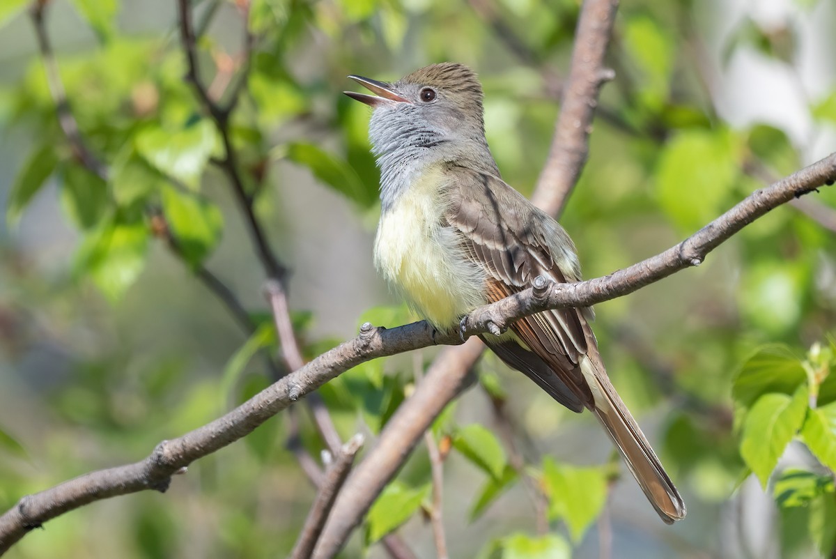 Great Crested Flycatcher - ML619889060