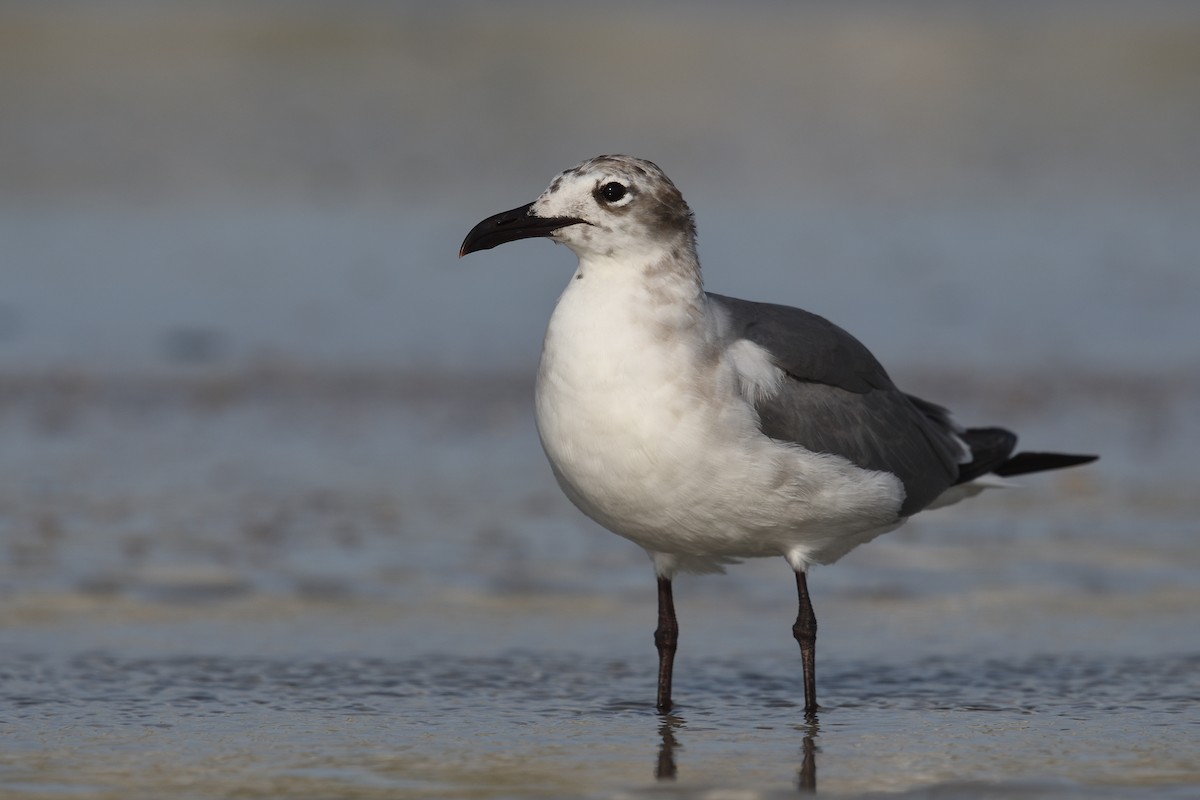 Mouette atricille - ML619889076