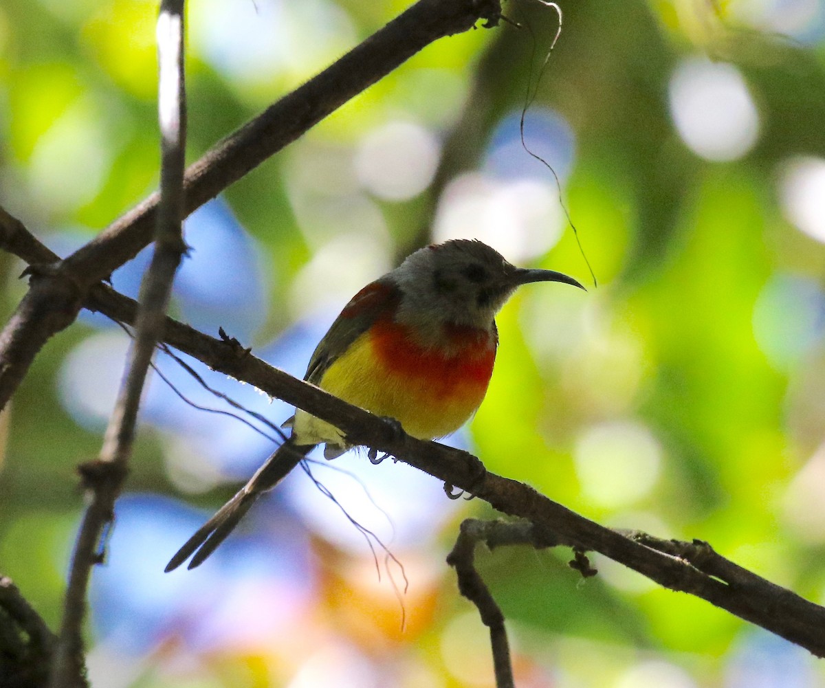 Mrs. Gould's Sunbird - ML619889082