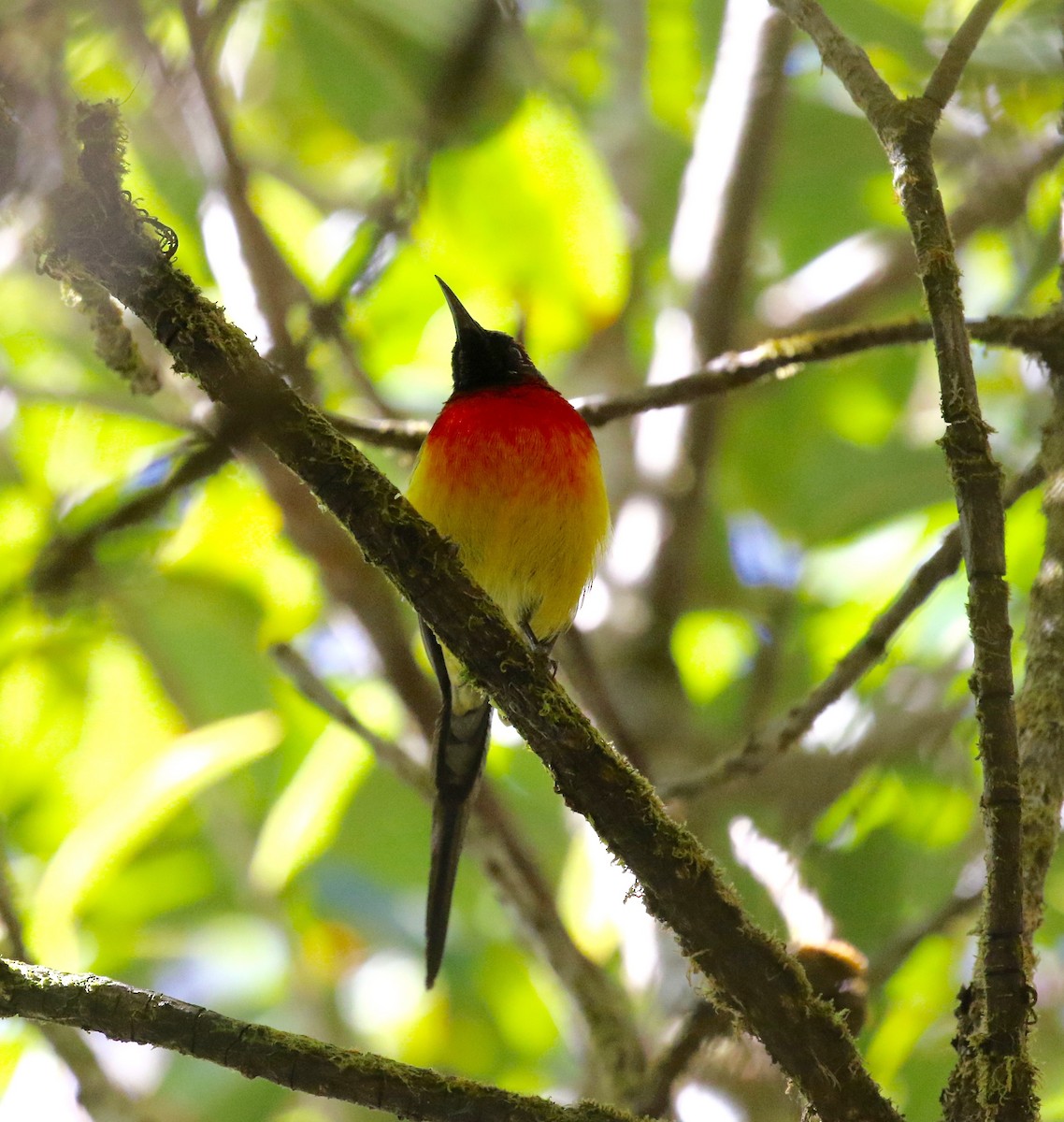 Mrs. Gould's Sunbird - ML619889102