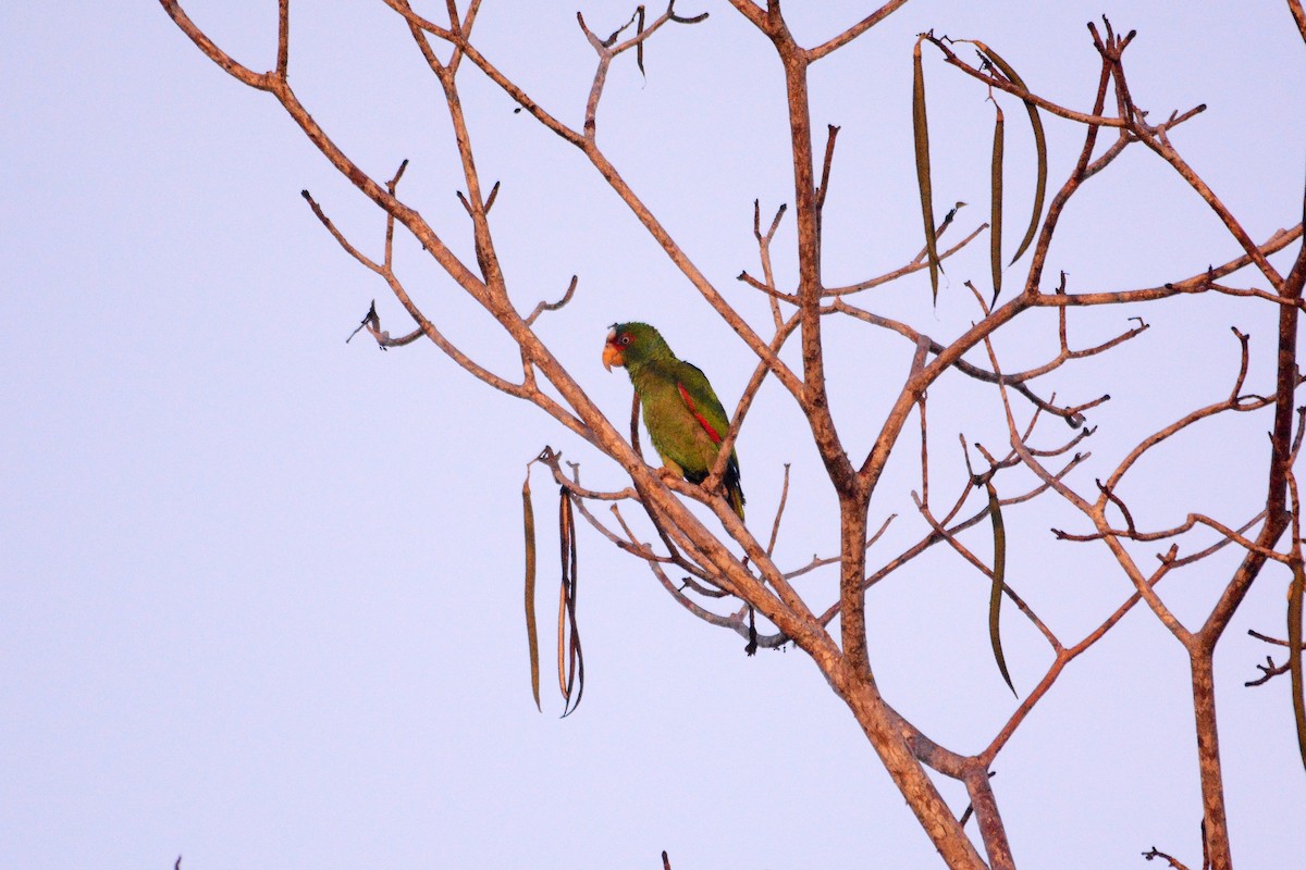 White-fronted Parrot - ML619889108