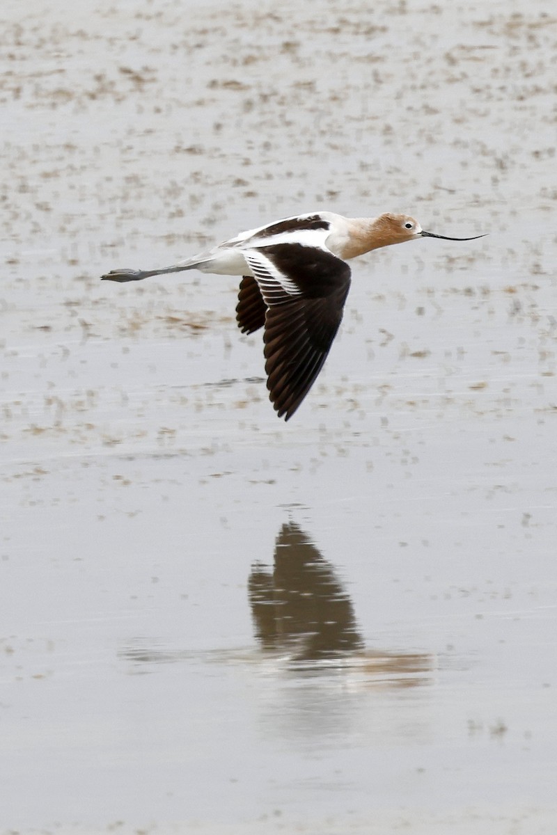 Avoceta Americana - ML619889117