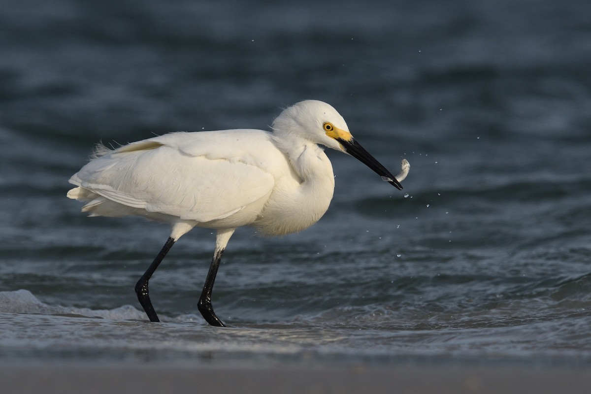 Snowy Egret - ML619889133