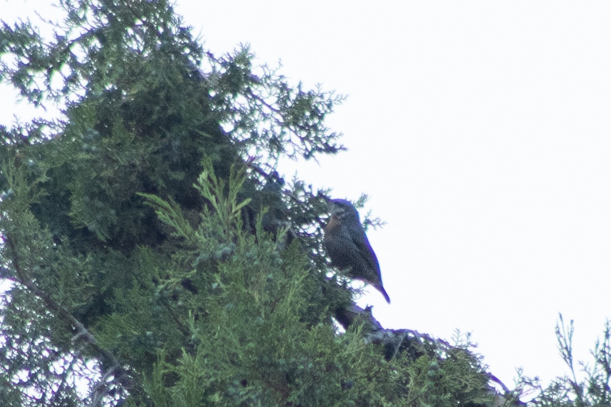 Krüper's Nuthatch - ML619889134