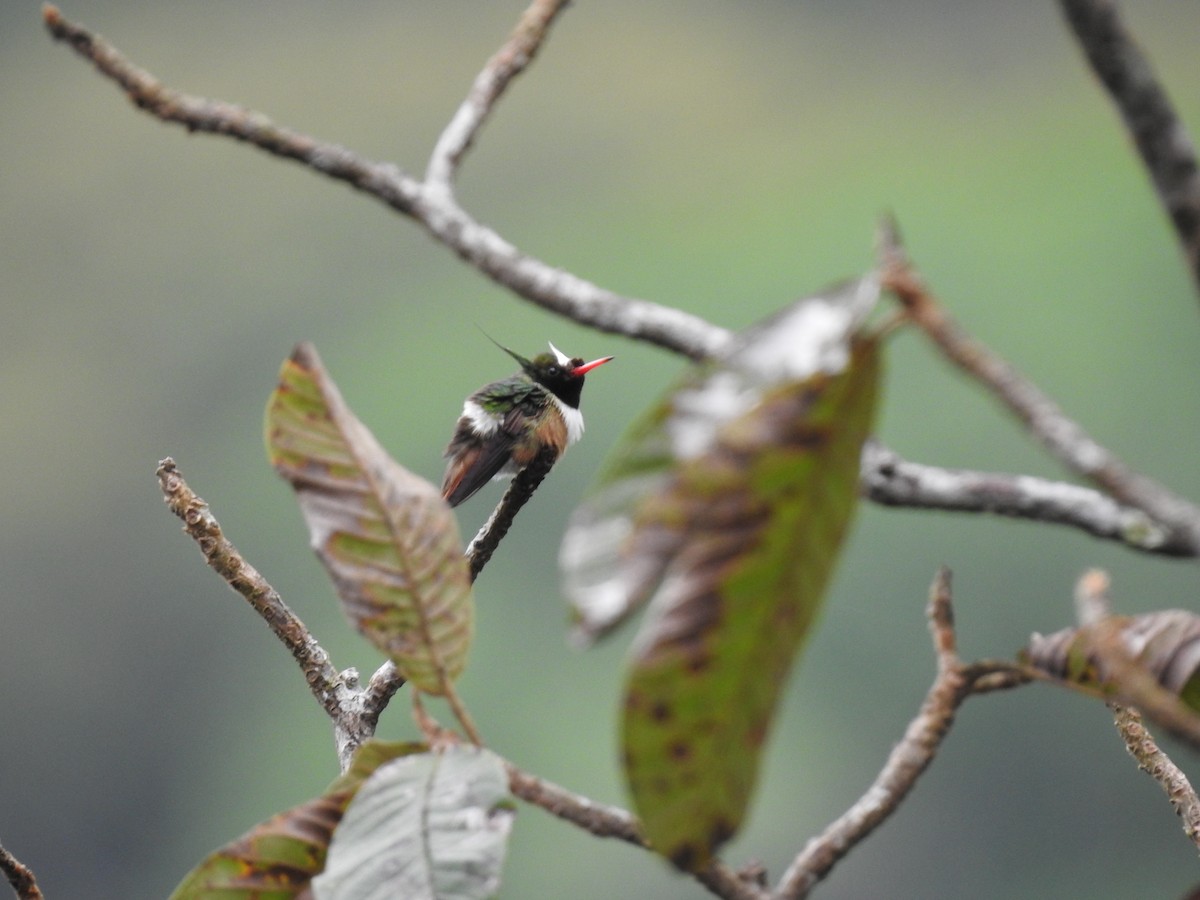 White-crested Coquette - ML619889144