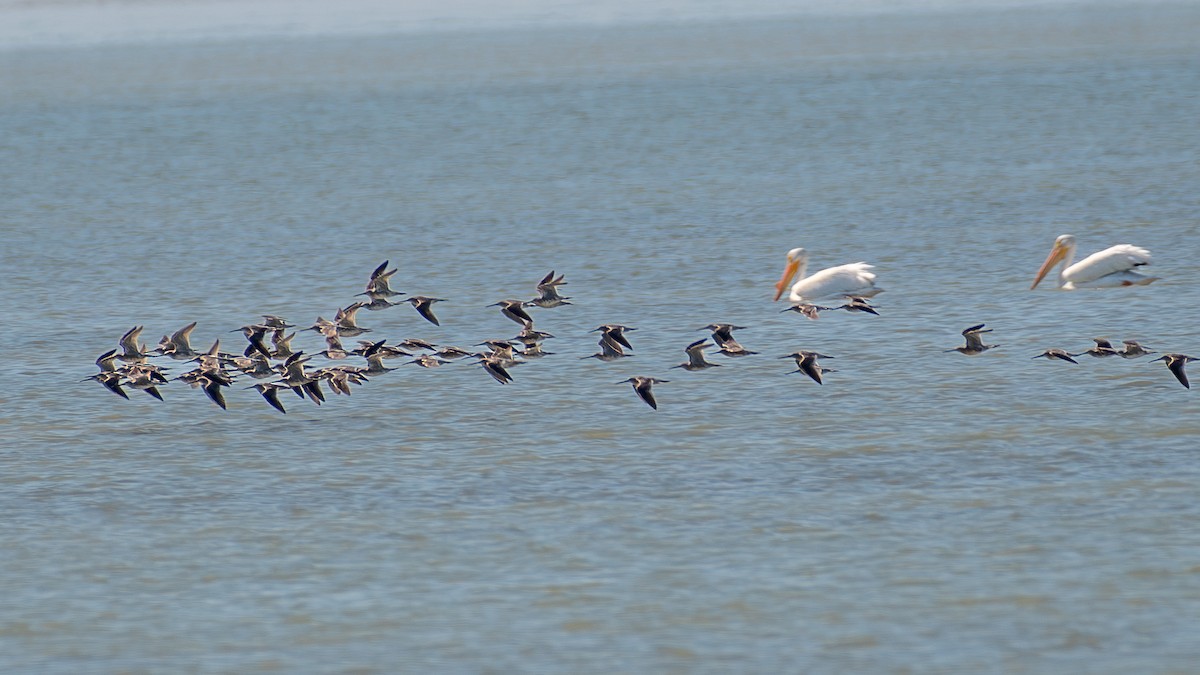 shorebird sp. - ML619889145