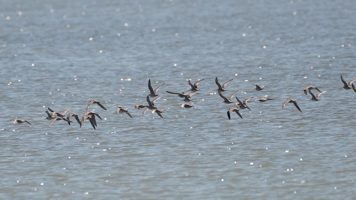 tanımsız Charadriiformes sp. - ML619889146