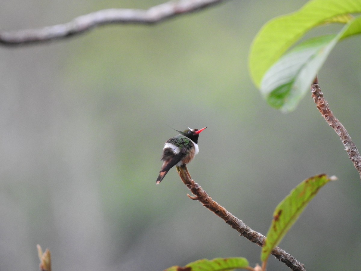 White-crested Coquette - ML619889147