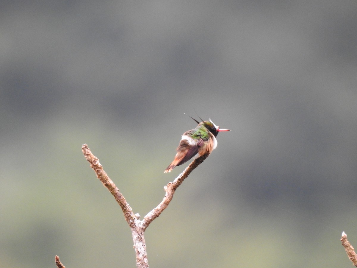 White-crested Coquette - ML619889156