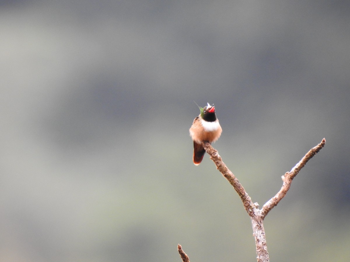 White-crested Coquette - ML619889158