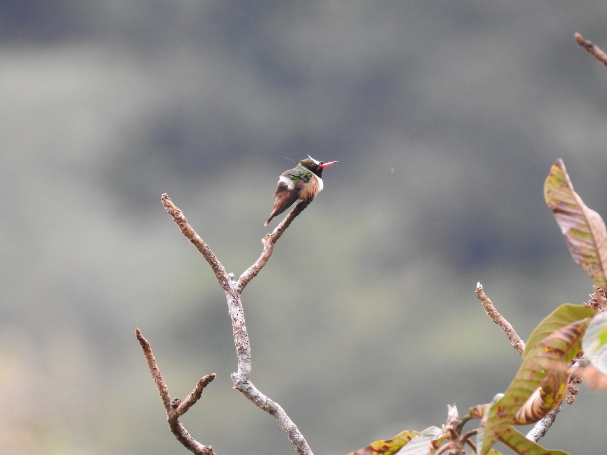 White-crested Coquette - ML619889162