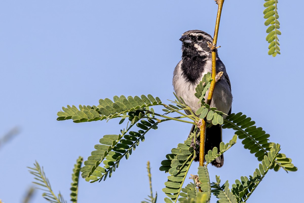 Black-throated Sparrow - ML619889172