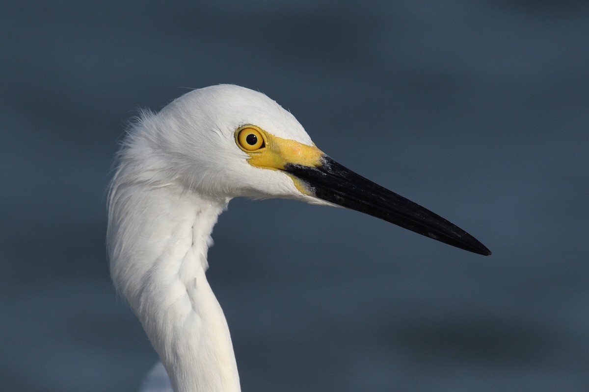 Snowy Egret - ML619889177