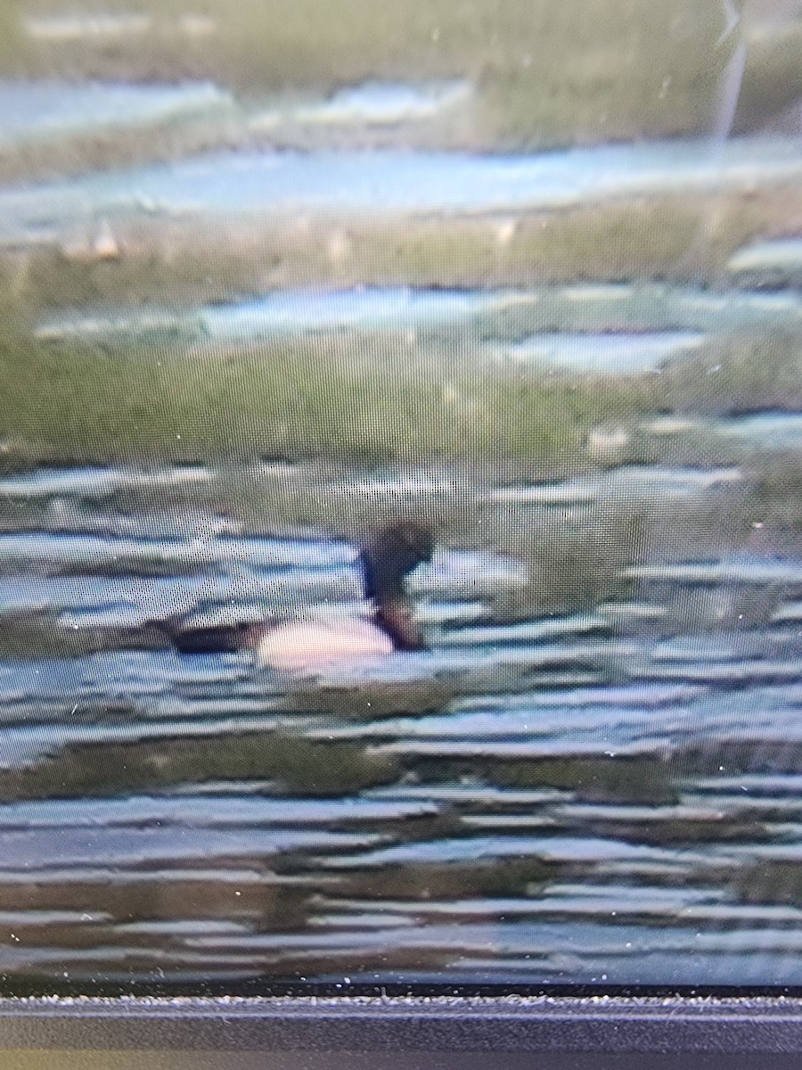Greater Scaup - ML619889182