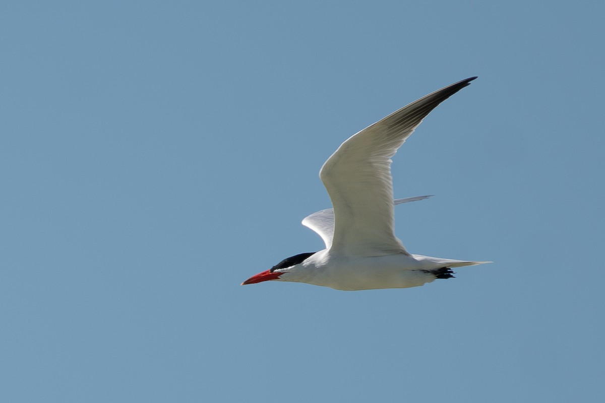 Caspian Tern - ML619889187